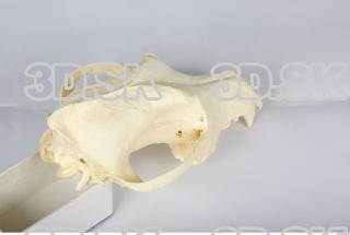 Skull Dog 0032